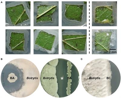 Biocontrol Potential of a Novel Endophytic Bacterium From Mulberry (Morus) Tree